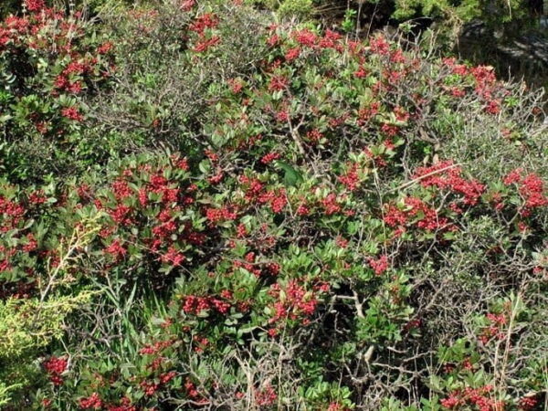 Pistacia plant with red fruits that using to made Greek ‘schiopsomo’